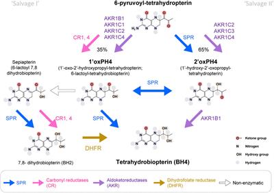 Peripheralized sepiapterin reductase inhibition as a safe analgesic therapy